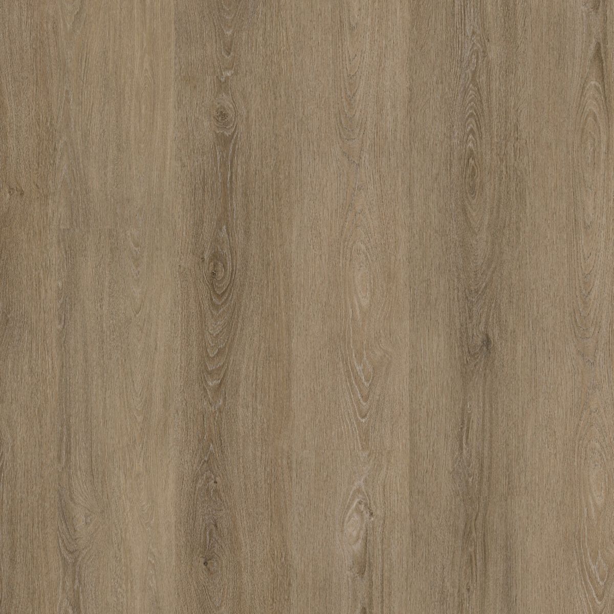 Sutton dryback smoky